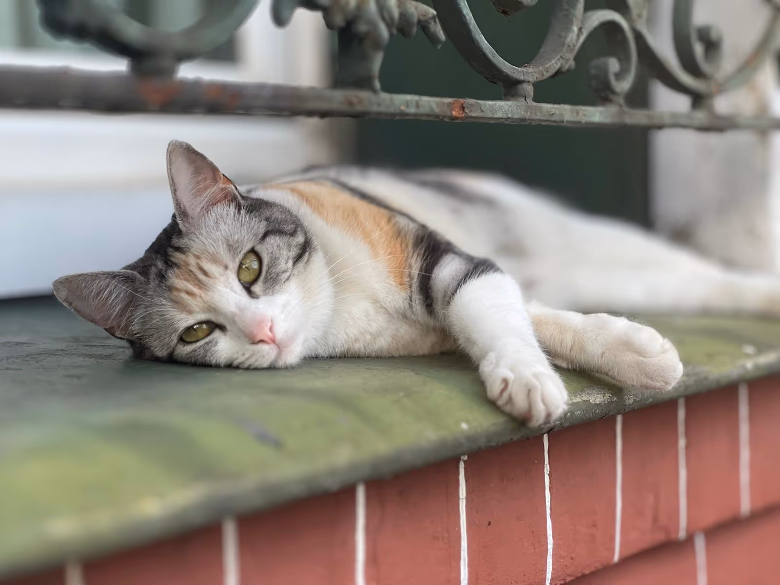 Cat purring